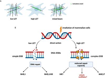 Frontiers Molecular Mechanisms Of Specific Cellular DNA Damage Response And Repair Induced By